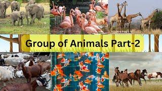 Animals Group Name  Group of Animals Names  Collective Nouns for Animals  Group of Animals Part-2