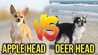 Apple Vs Deer Head Chihuahuas Major Differences Amazing Dogs