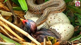Snake hunts baby bird in nest  Snake attack on bird