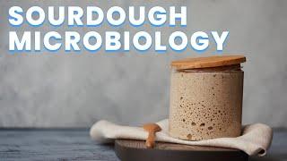 The Microbiology of Your Sourdough Starter - Ask a Microbiologist
