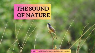 Sound Of Nature  Masarap sa Tainga