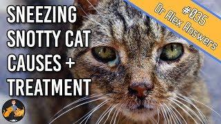 Why is My Cat Sneezing with a Runny Snotty Nose and Eyes? cat flu - Cat Health Vet Advice