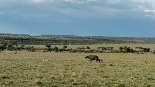 Buffalo mother and calf walk straight into a lion prides ambush