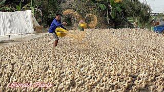 The duck  The process of raising laying ducks from hatching eggs to laying eggs.Animals Plants