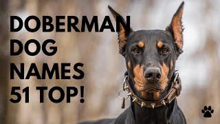  Doberman Dog Names 51 BEST & MALE & FEMALE Ideas  Names