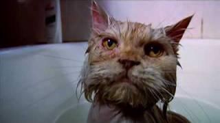 Cat in a bath... The Torture Room
