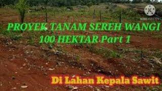 Proyek TANAM SEREH WANGI 100 HEKTAR Untuk Stok bahan baku Daun