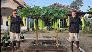 cara menanam labu air supaya berbuah lebat  Plant water gourds so they bear abundant fruit