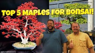 Top 5 Japanese Maples Commonly Used For Bonsai