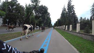 Коровы на Велодорожке 