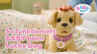 Lucky Dog von BABY born Laufen trinken Pipi machen & mehr   BABY born