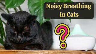 Why Do Cats Make Weird Breathing Noises?
