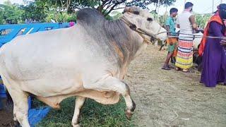 cow video cow unloading cow videos big cow goru hamba cow Ep 004