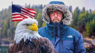 Lets Talk About Americas Iconic Bald Eagle