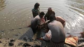 Catching second term second batch in 3rd pond.