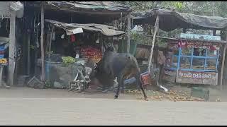 OMG Bull Fighting - Fruit Shop Got Demolished