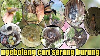 KESERUAN NGEBOLANG DAPAT PULUHAN SARANG BURUNG