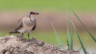 COLLARED PRATINCOLE bird watching tours in Spain Ebro Delta birding