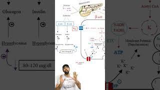 بعد از تمرین قند بخوریم؟ #انسولین #biochemistry #بیوشیمی #insulin #رژیم_غذایی #رژیم_لاغری