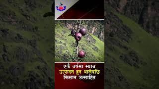 एकै वर्षमा स्याउ उत्पादन हुन थालेपछि किसान उत्साहित  #apple #farmer #agriculture