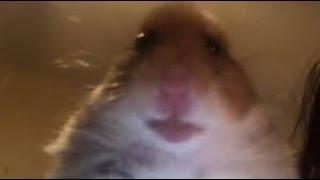 Hamster Staring At Camera 10 Hours  ͡° ͜ʖ ͡°