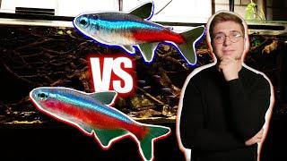 Néon bleu VS Cardinalis quel poisson est le meilleur en aquarium ?