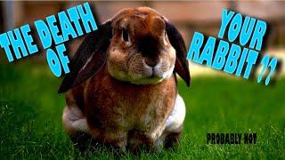 What is Rabbit Hemorrhagic Disease RHDV and should you be worried?