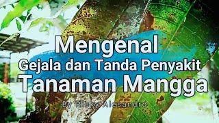 Mengenal penyakit Cendawan Jelaga pada tanaman mangga