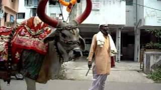 Nandi Bail .avi