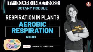 Respiration in Plants- 02  Aerobic Fermentation  Class 11  NEET 2022  Vedantu Biotonic