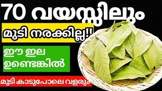 Natural Hair Dye70 വയസ്സിലും  മുടിനരക്കില്ല ഈ ഇല ഉണ്ടെങ്കിൽ മുടി  കാടുപോലെ വളരും#trending#hairdye