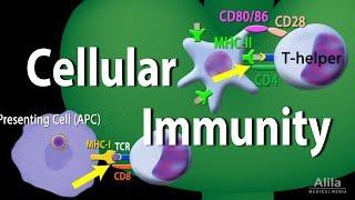 Cellular Immunity - Adaptive Immunity part 1 Animation