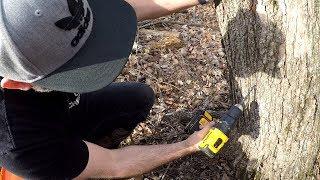 How To Tap a Maple Tree for Syrup