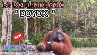 Ex Dominant Male DoyokMantan Raja @orangutanhouseboattour6258