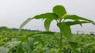 পাট ক্ষেতে জল দেওয়া হচ্ছে। বৃষ্টির অভাব। Jute irrigation.