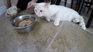 KITTEN Tries WET FOOD For The FIRST TIME sort of