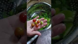 Teasel Gourd Brinjal Cherry Tomatoes and Green Leaves Curry #food #recipe