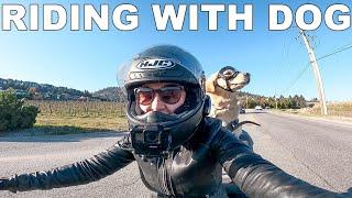 Our First Motorcycle Ride with Large Dog  Golden Retriever on Harley Davidson