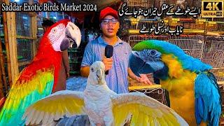 Saddar Exotic Birds Market 2024 Karachi Latest Updates  Macaw Cockatoos  Rare and Unique Parrots