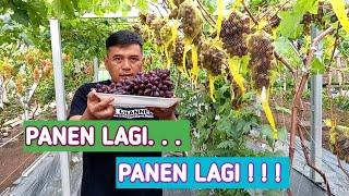 MUSIM PANEN ANGGUR TIAP HARI PANEN  ASIKNYA PANEN ANGGUR ‼️