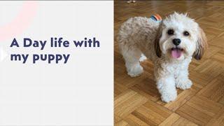 A day life with my puppy  Tiger the Cavachon