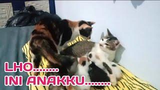 KUCING SALAH ASUH ANAK