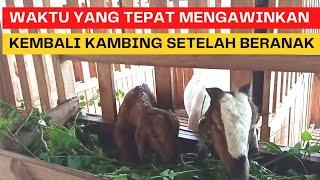 WAKTU YANG TEPAT UNTUK MENGAWINKAN KAMBING SETELAH BERANAK