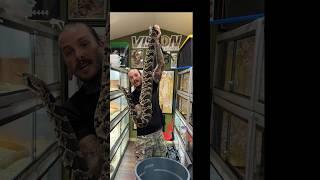 Largest Rattlesnake Hybrid in the World  Cross between an Eastern and Canebrake  #giant  #largest