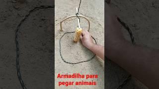 Armadilha de laço para pegar animais paca Cotia capivara javali tatu #shorts #caças.