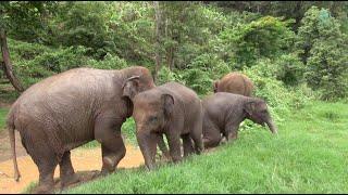 Baby Elephant Pyi Mai and Chaba Enjoy Spending Time In The Jungle - ElephantNews