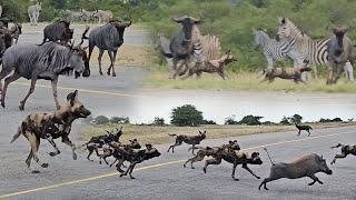 RUNNING WILD Wild dogs warthogs zebra and wildebeest.