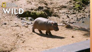 Welcoming a New Hippo Calf  Secrets of the Zoo Down Under