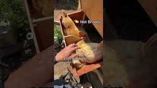 Membangun Penjara Ayam Saya