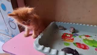 ANAK KUCING MEONG MEONG  LAGU ANAK POPULER  LAGU ANAK INDONESIA